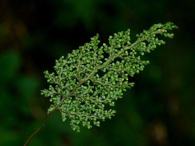 Hymenophyllum punctisorum, photographed by Jacy Chen