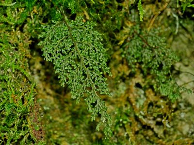 Hymenophyllum punctisorum, photographed by Jacy Chen