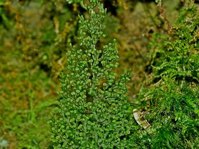 Hymenophyllum punctisorum, photographed by Jacy Chen