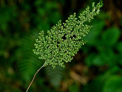 Hymenophyllum punctisorum, photographed by Jacy Chen