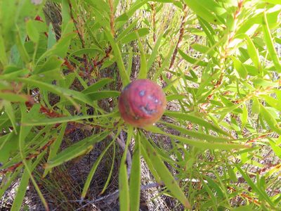 Leucadendron coniferum, photographed by linkie