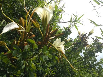 Lysiphyllum winitii, photographed by Utain Pummarin
