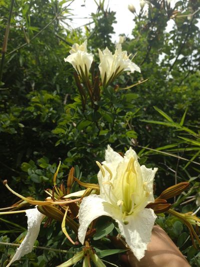 Lysiphyllum winitii, photographed by Utain Pummarin