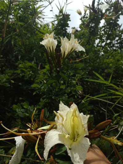 Lysiphyllum winitii, photographed by Utain Pummarin
