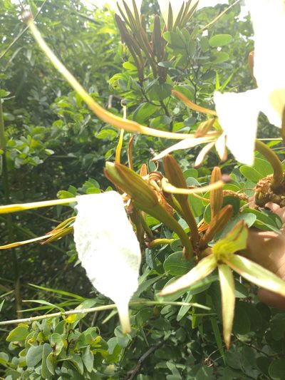 Lysiphyllum winitii, photographed by Utain Pummarin