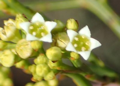 Thesium virgatum, photographed by Nicola van Berkel