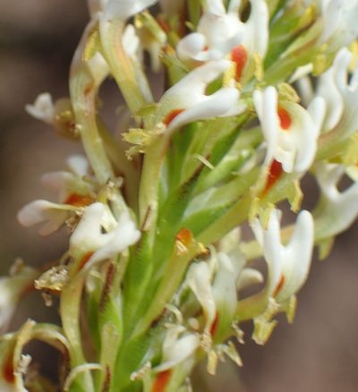 Hebenstretia integrifolia, photographed by Nicola van Berkel