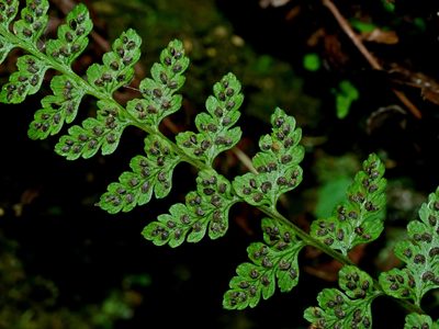 Athyrium anisopterum, photographed by Jacy Chen