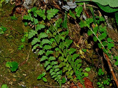 Athyrium anisopterum, photographed by Jacy Chen