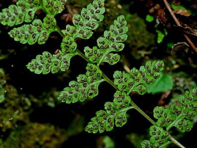 Athyrium anisopterum, photographed by Jacy Chen