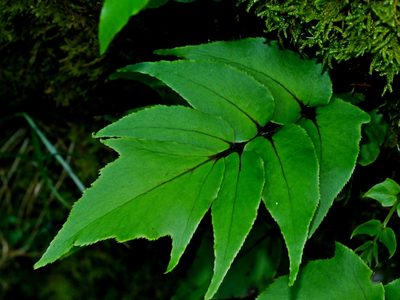 Cyrtomium caryotideum, photographed by Jacy Chen