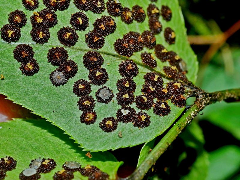 Cyrtomium caryotideum, photographed by Jacy Chen