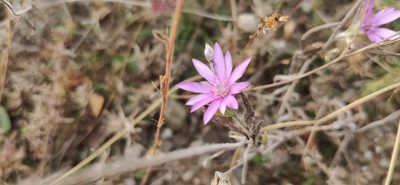 Xeranthemum annuum, photographed by Denis Ibaev