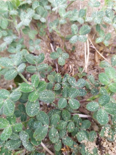 Arachis villosa, photographed by Rafael Tosi