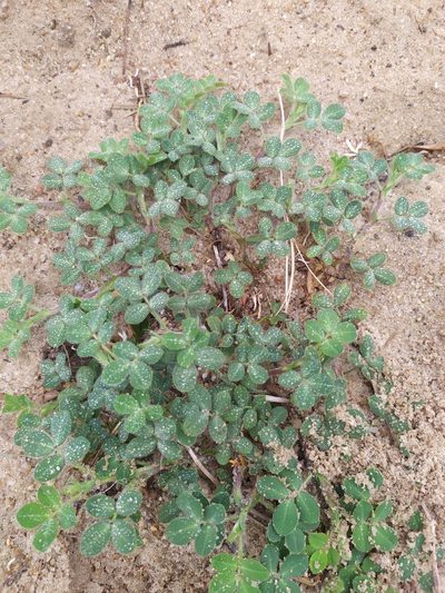 Arachis villosa, photographed by Rafael Tosi