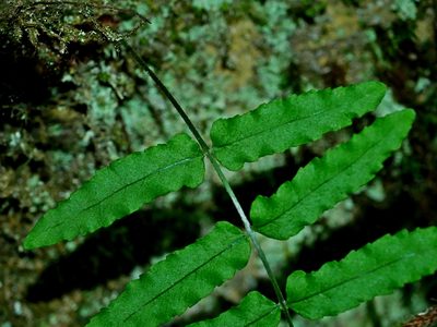 Goniophlebium fieldingianum, photographed by Jacy Chen