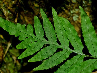 Goniophlebium fieldingianum, photographed by Jacy Chen