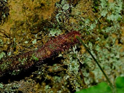Goniophlebium fieldingianum, photographed by Jacy Chen