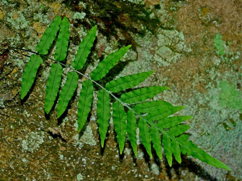 Goniophlebium fieldingianum, photographed by Jacy Chen