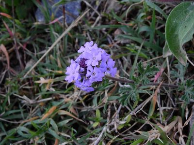 Verbena venturii, photographed by Guillermo Debandi