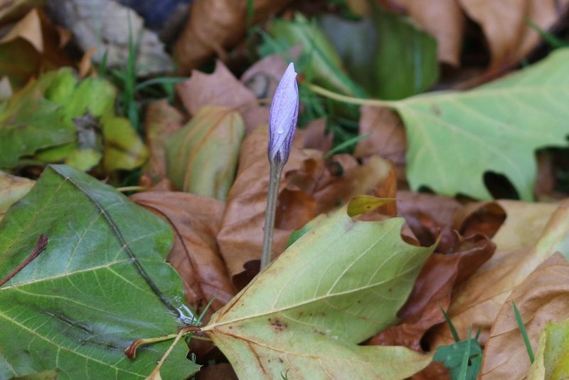 Crocus nudiflorus, photographed by Charlie Farrell