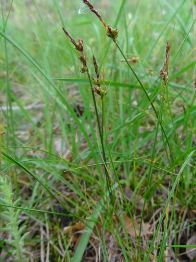 Carex supina, photographed by Grzegorz Grzejszczak