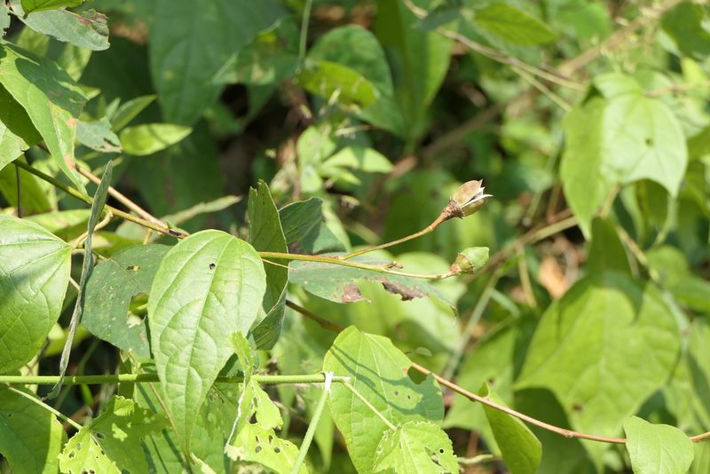 Azanza lampas, photographed by Dinesh Valke