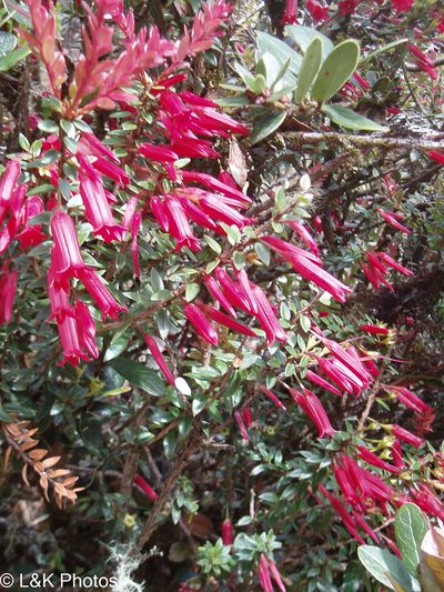 Demosthenesia mandonii, photographed by lallen
