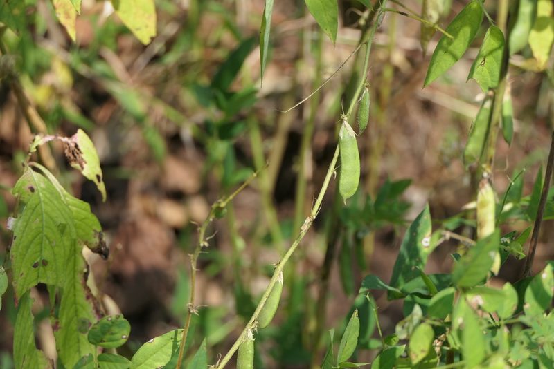 Clitoria annua, photographed by Dinesh Valke