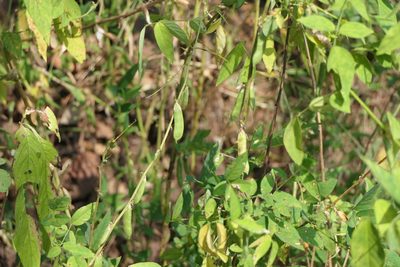 Clitoria annua, photographed by Dinesh Valke