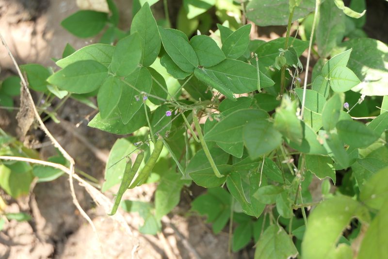 Teramnus labialis, photographed by Dinesh Valke