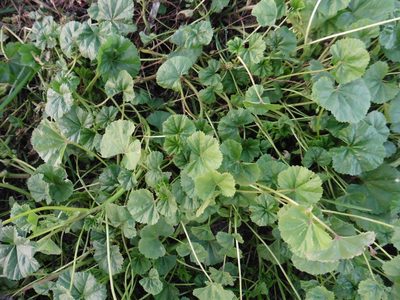 Malva pusilla, photographed by Силаева Татьяна Борисовна