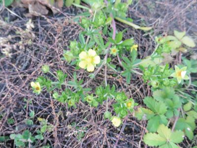 Potentilla intermedia, photographed by Силаева Татьяна Борисовна