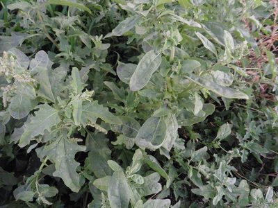 Atriplex tatarica, photographed by Силаева Татьяна Борисовна