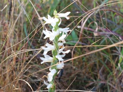 Spiranthes magnicamporum, photographed by Samuel A Schmid, PhD, PWS