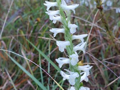 Spiranthes magnicamporum, photographed by Samuel A Schmid, PhD, PWS