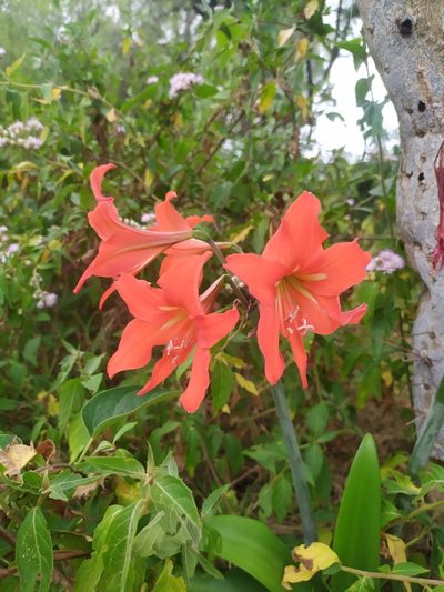 Hippeastrum petiolatum, photographed by Rafael Tosi