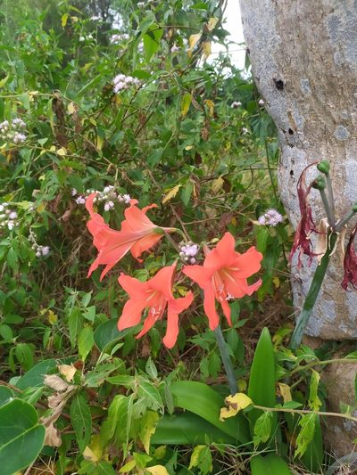 Hippeastrum petiolatum, photographed by Rafael Tosi