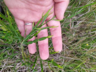 Baccharis articulata, photographed by Rafael Tosi