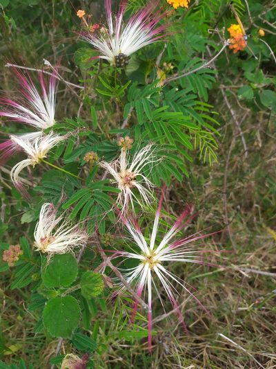 Calliandra parvifolia, photographed by Rafael Tosi