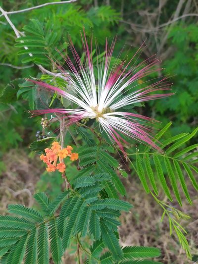 Calliandra parvifolia, photographed by Rafael Tosi