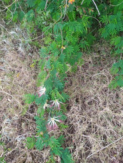 Calliandra parvifolia, photographed by Rafael Tosi