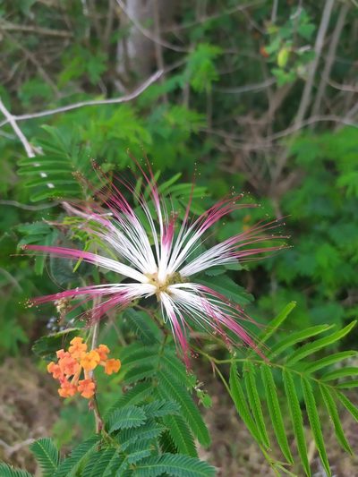 Calliandra parvifolia, photographed by Rafael Tosi