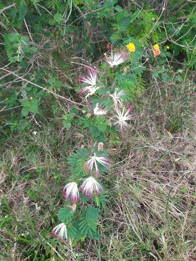 Calliandra parvifolia, photographed by Rafael Tosi