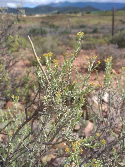 Helichrysum pentzioides, photographed by kevin koen