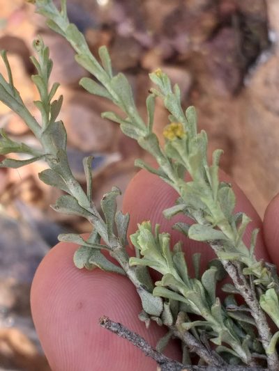 Helichrysum pentzioides, photographed by kevin koen