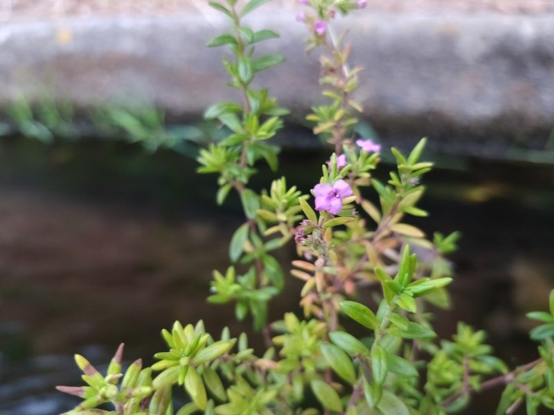 Micromeria maderensis, photographed by Vítor Jorge