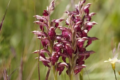 Anacamptis coriophora, photographed by Julia Moning