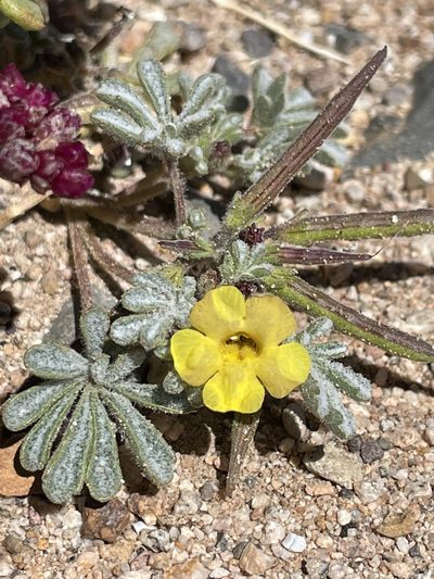 Argylia checoensis, photographed by Franco Capriroli