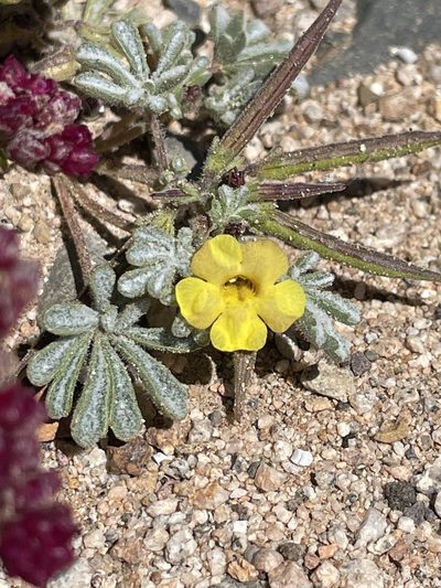Argylia checoensis, photographed by Franco Capriroli